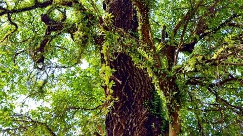Massive tropical tree trunk covered with vines and green epiphytes 스톡 동영상 346742797