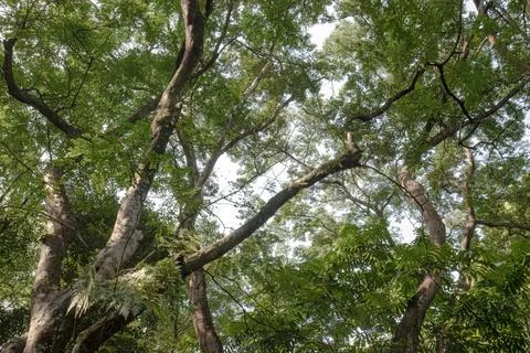 Massive Tropical Trees with Thick Trunks and Spreading Branches. Stock Photos