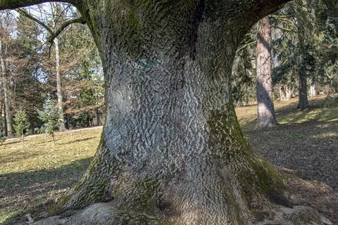 Massive Trunk Base and Root Flare of Common Ash Stock Photos