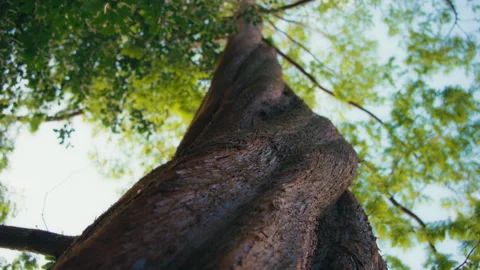 Massive trunk of a Douglas Fir tree in the forest Stock Footage 293666028