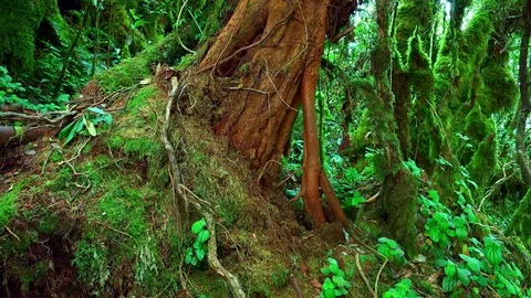 Massive trunk of exotic tree covered with brown bark and overgrown with moss Video stock 74976143