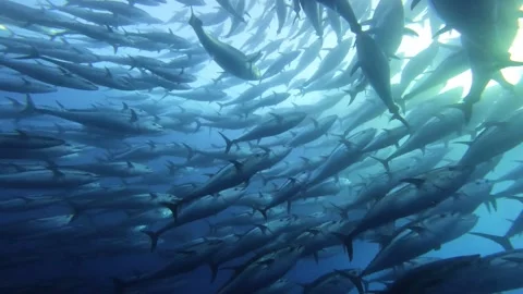 Massive Tuna School Forms a Vortex in Wide Shot Stock Footage 311122307