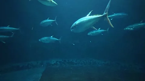 Massive Tuna School Swimming in Deep Blue Aquarium – Majestic Static Shot Stock Footage 329919387