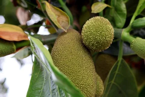 A Massive Unripe Green Jackfruit Developing Directly on a Tree Stock Photos