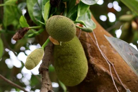 A Massive Unripe Green Jackfruit Developing Directly on a Tree Trunk Stock Photos