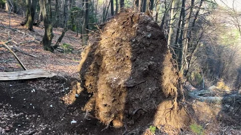 Massive uprooted tree root system in forest Stock Footage 333146249