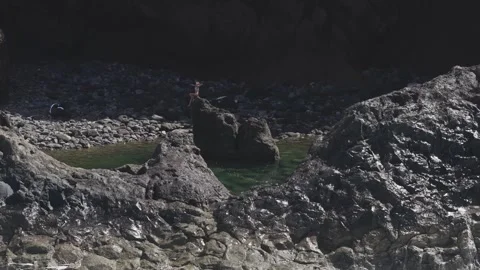 Massive waves pummeling volcanic shoreline of La Palma, lone silhouette of a 스톡 동영상 308421739