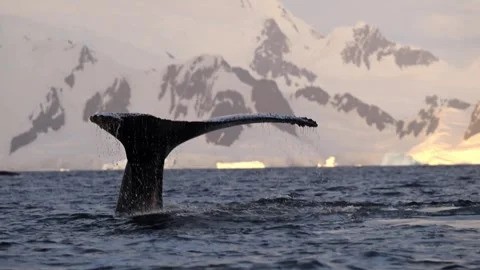Massive whale tail dives into cold ocean, splashing water against snowy Stock Footage 330156945