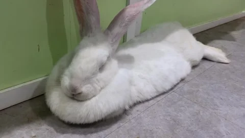 Massive white rabbit relaxing on the floor Stock Footage 323720475