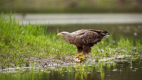 Massive white-tailed eagle sitting on a catch of fish by a lake in wetland. Stock Photos