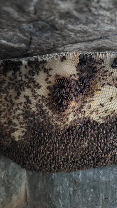 Massive Wild Beehive Hanging in Natural Tropical Habitat Stock Footage 342964690