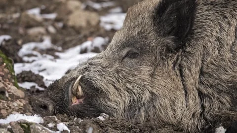 Massive Wild Boar Head Close-Up – Prominent Tusks – 4K Stockbeeldmateriaal 321508830