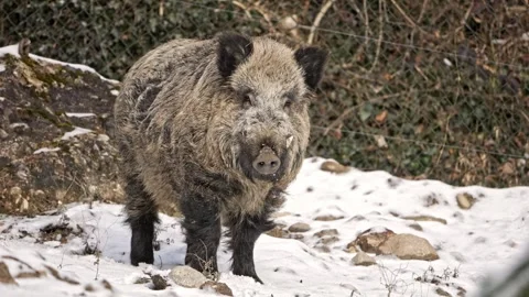 Massive Wild Boar Staring Into Camera – Snow 4K Stock-Footage 321508818