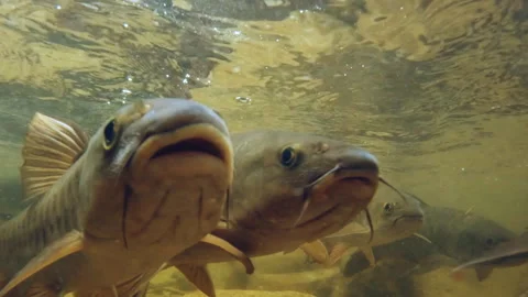 Massive Wild Fish Group Flowing Downstream in Nature Stock Footage 310160915