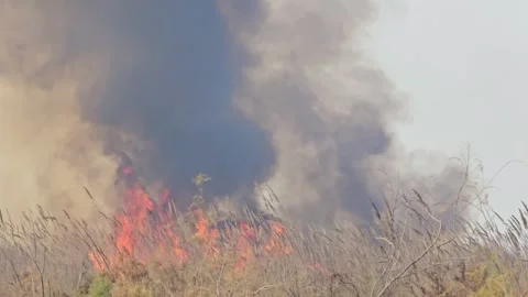 Massive Wildfire Burning Forest With Smoke and Flames 4K Footage HD Stock Footage 265534735