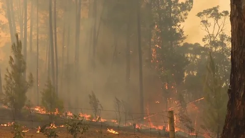 A massive wildfire burning in the outback of Australia. Stock Footage 75698255