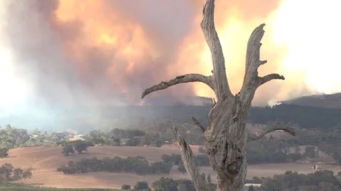 A massive wildfire burning in the outback of Australia. Stock Footage 75698261