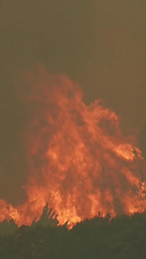 Massive wildfire devouring a pine forest at night Video stock 340419676
