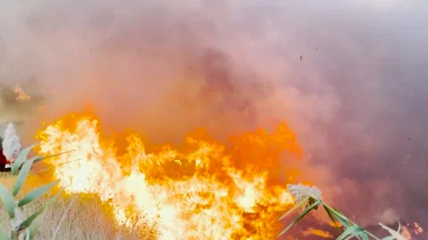 Massive wildfire out of control, fire spreading through dry grass, extreme heat Stock Footage 316709317