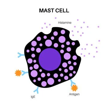Mast cell poster Stock Illustration