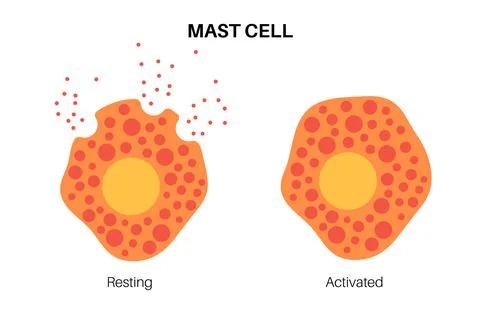 Mast cell poster Stock Illustration