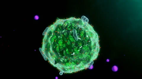 Mast cell is a type of white blood cell, 3D animation Vídeo Stock 63028657