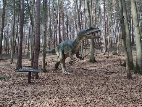 Master of the Ancient Forest Stock Photos