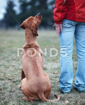 Master and her obedient (rhodesian ridgeback) dog Stock Photos