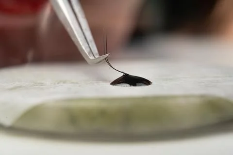 Master of artificial eyelashes forms bundle in drop glue with tweezers 2D. Ey Stock Photos