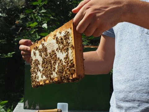 Master bee keeper pulls out a frame with honey from the beehive in the colony. Stock Photos