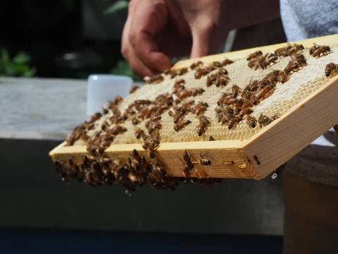 Master bee keeper pulls out a frame with honey from the beehive in the colony Stock Photos