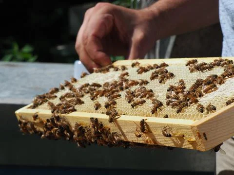 Master bee keeper pulls out a frame with honey from the beehive in the colony Stock Photos