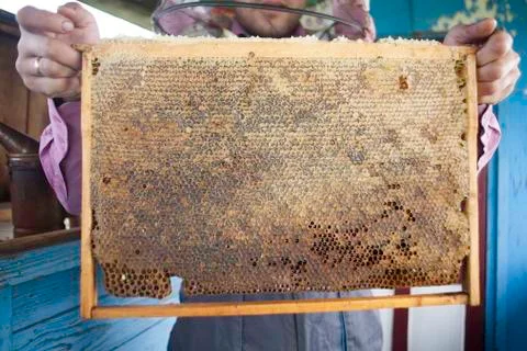 Master beekeeper holding in hands Bee honeycombs of wax in a wooden frame of a Stock Photos