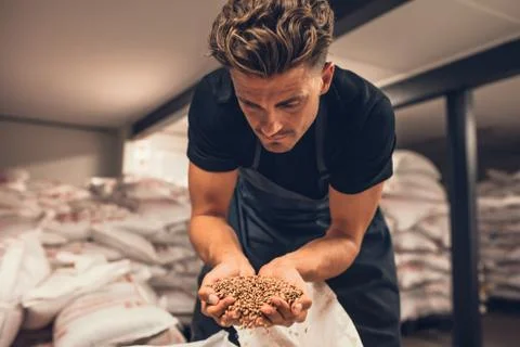 Master brewer checking the barley seeds Stock Photos