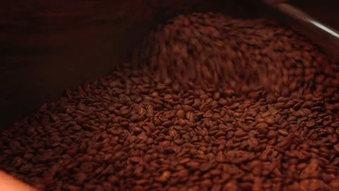 Master checks the coffee beans for roasting quality Stock Footage 147103166