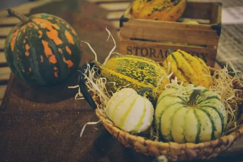 Master class Halloween decorative pumpkins made by hands Foto stock