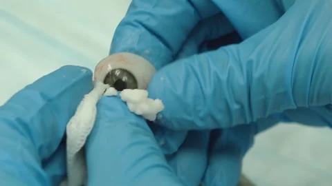 The master creates an eye prosthesis Stock Footage 157508344