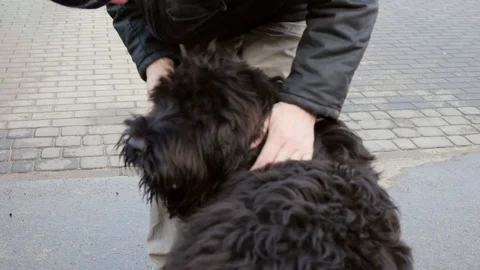 Master cuddling, playing with black russian terrier, slow Stock Footage 103378479