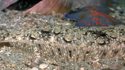 Master of Disguise a Flatfish Performs in the Sea of Japan Stock Footage 337497697