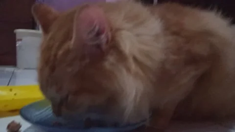 This is the master of eating Stock-Footage 171733482