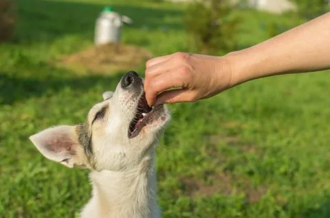 Master feeding young dog while training simple commands outdoors Foto stock