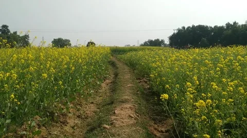 Master Field Stock Footage 160127035