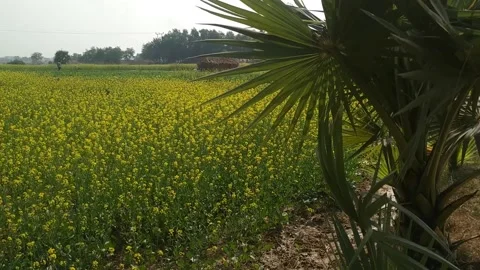 Master Field &amp; Palm Leaves Stock Footage 160125264