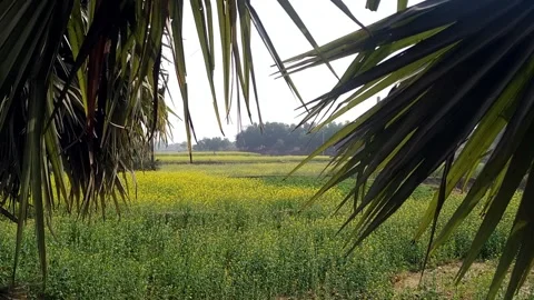 Master Field Through Palm Leaves Stock Footage 160126254