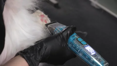 A master groomer cutting the fur on the paws of a white cat in a grooming salon. Stock Footage 317932286