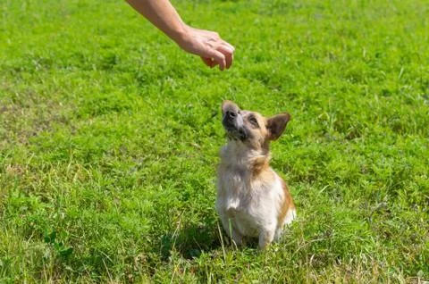 Master hand feeding small mixed breed dog outdoor Stock Photos