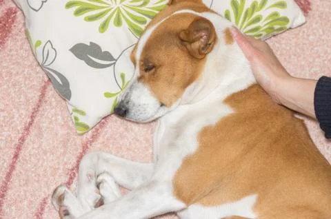 Master lulling Basenji with hand while the dog lying on a sofa Stock Photos