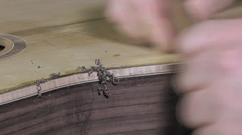 Master luthier guitars at work Video stock 60578932