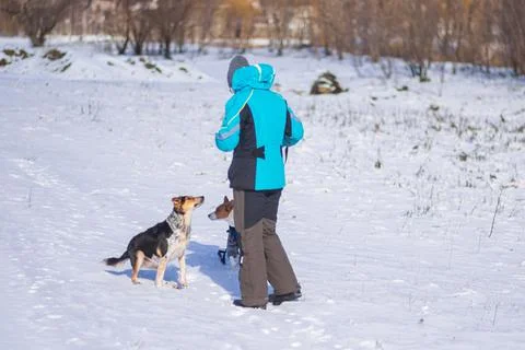 Master playing with black mixed breed and basenji dog on countryside Foto stock