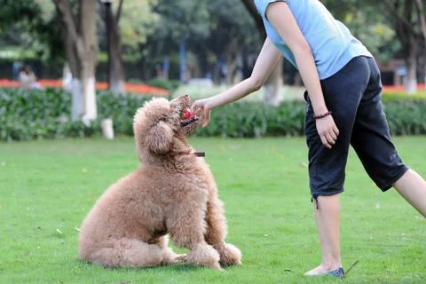 Master playing with dog Stock Photos